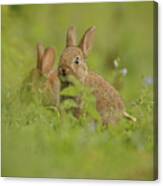 European Rabbit, Young Juveniles Canvas Print