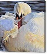 Evening Glow - Swan Canvas Print