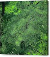 Ever Green Canvas Print