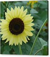 Exclusive Sunflower Canvas Print