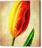 Exotic Half Yellow Half Red Tulip Canvas Print