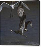 Expelled Osprey Canvas Print