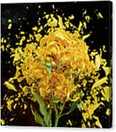 Exploding Yellow Roses Canvas Print