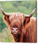 Face-to-face With A Highland Cow Canvas Print