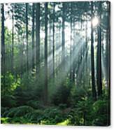 Fairytale Forest - Sunbeams In Natural Canvas Print
