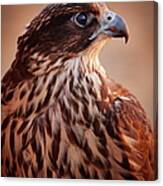 Falcon Profile Canvas Print