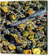 Fall Brook Trout Canvas Print
