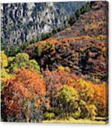 Fall Colored Oaks In Avalanche Creek Canyon Canvas Print