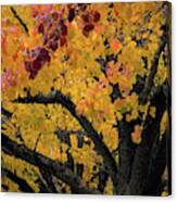 Fall In Carlyle Canvas Print