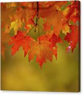 Fall Leaves Canvas Print