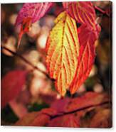 Fall Time Is Here Canvas Print