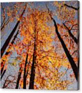 Fall Trees Sky Canvas Print