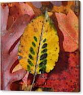Fallen Leaves Canvas Print