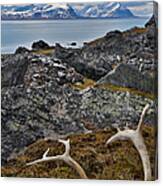 Fallen Raindeer Antler Alkehornet Norway Canvas Print