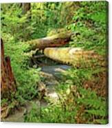 Fallen Trees In The Hoh Rain Forest Canvas Print