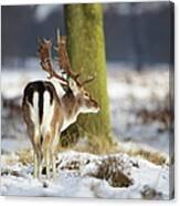 Fallow Stag In The Snow Canvas Print