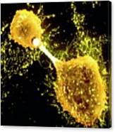 False-col Sem Of Lung Macrophages In Asbestosis Canvas Print