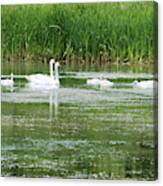 Family Of Swans Canvas Print