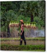 Farmer Are Planting Rice In The Rainy Season Canvas Print