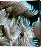 Feather Duster Worms Canvas Print