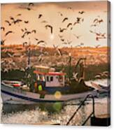 Feeding Seagulls In The Morning Canvas Print