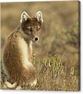 Female Arctic Fox Canvas Print