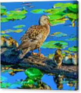 Female Mallard Duck And Baby Ducks Canvas Print
