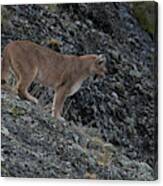 Female Puma Canvas Print