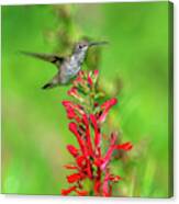 Female Ruby-throated Hummingbird Dsb0316 Canvas Print
