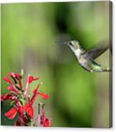 Female Ruby-throated Hummingbird Dsb0320 Canvas Print