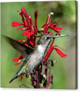 Female Ruby-throated Hummingbird Dsb0325 Canvas Print