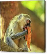 Female Vervet Monkey Canvas Print