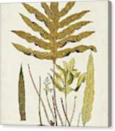Fern Botanical I Canvas Print