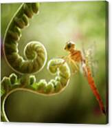 Ferns And Dragonflies Canvas Print