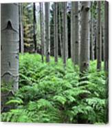 Ferns In An Aspen Grove Canvas Print