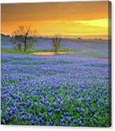 Field Of Dreams Texas Sunset - Texas Bluebonnet Wildflowers Landscape Flowers Canvas Print