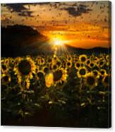Field Of Sunflowers At Sunset Canvas Print