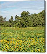 Fields Of Sunflower Gold Pano Canvas Print