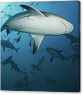 Fiji Sharks Canvas Print