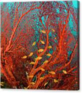 Fire Coral And Sea Goldies Canvas Print