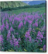 Fireweed & Groundsel, Glacier National Canvas Print