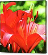 Firey Lily Canvas Print