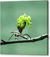 First Spring Buds And Flowers On The Maple Tree Canvas Print