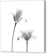 First Tulips Canvas Print