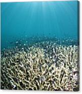 Fish Swimming Over Dead Reef Canvas Print