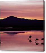 Flamingos At Laguna Chaxa In Atacama Desert, Chile. Canvas Print