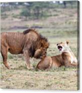 Flirting Lions Canvas Print