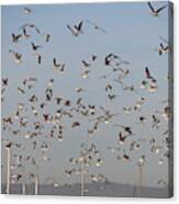 Flock In Flight - 4 Canvas Print