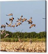 Flock Of Cranes Take Off Canvas Print