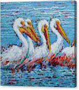 Flock Of White Pelicans Canvas Print